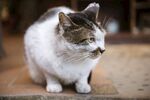 猫猫