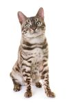 猫猫