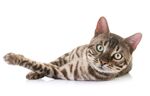 猫猫