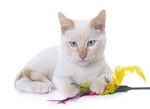 猫猫