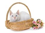 猫猫
