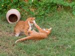 猫猫