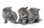 猫猫