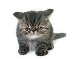 猫猫