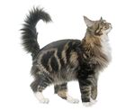 猫猫