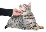 猫猫