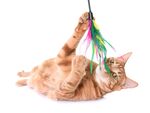 猫猫