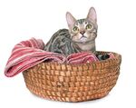猫猫