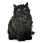 猫猫