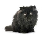 猫猫