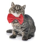 猫猫