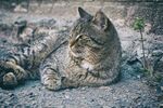 猫猫