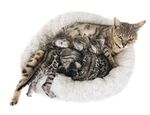 猫猫