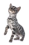 猫猫