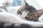 猫猫