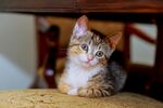猫猫