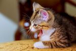 猫猫