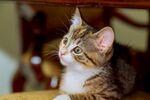 猫猫