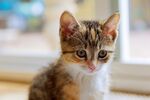 猫猫