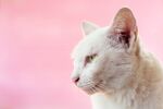 猫猫