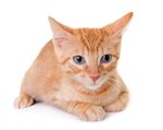 猫猫