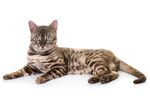 猫猫