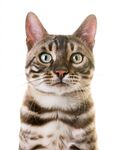 猫猫