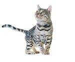 猫猫