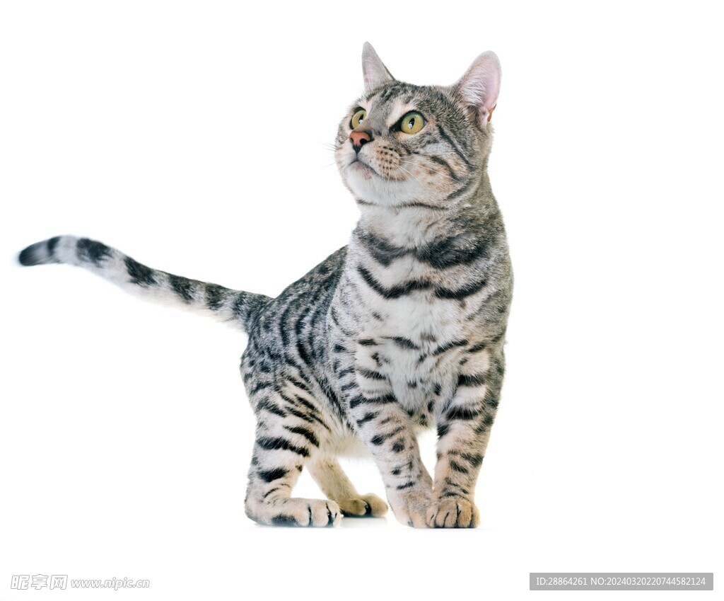猫猫