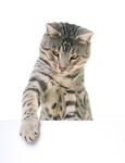 猫猫