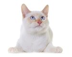 猫猫
