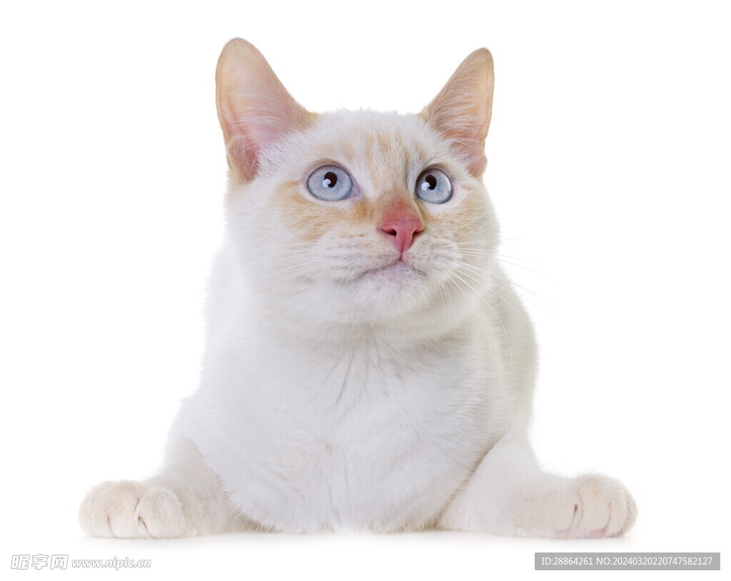 猫猫