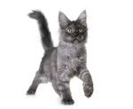 猫猫