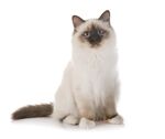 猫猫
