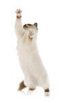 猫猫