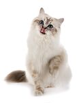 猫猫