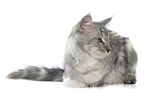 猫猫