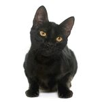 猫猫