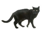 猫猫