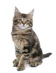 猫猫