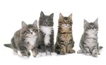 猫猫