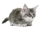 猫猫