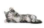 猫猫