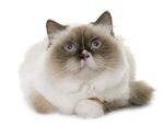 猫猫
