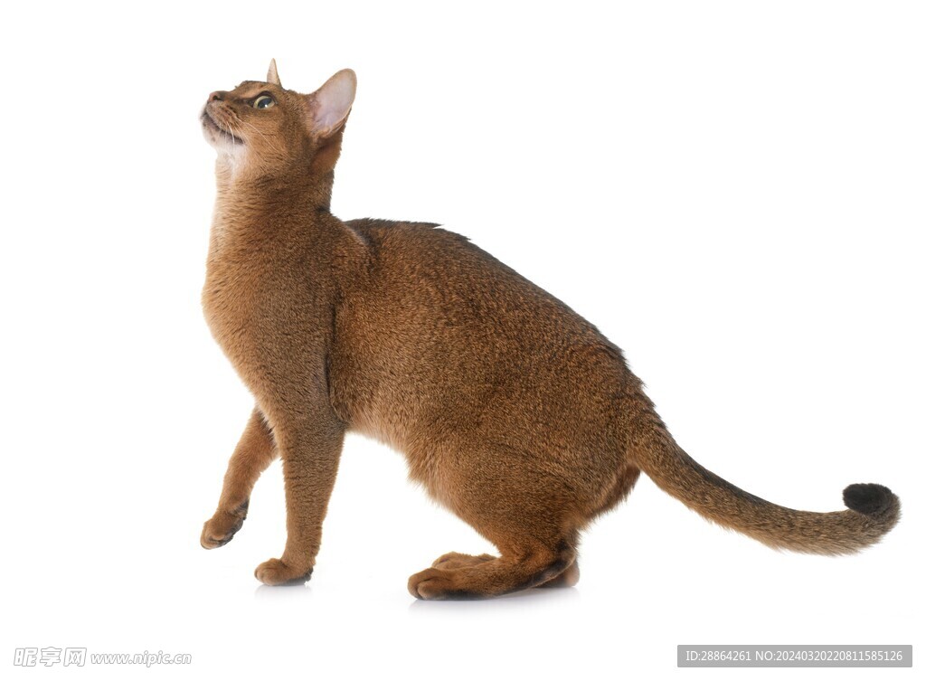 猫猫