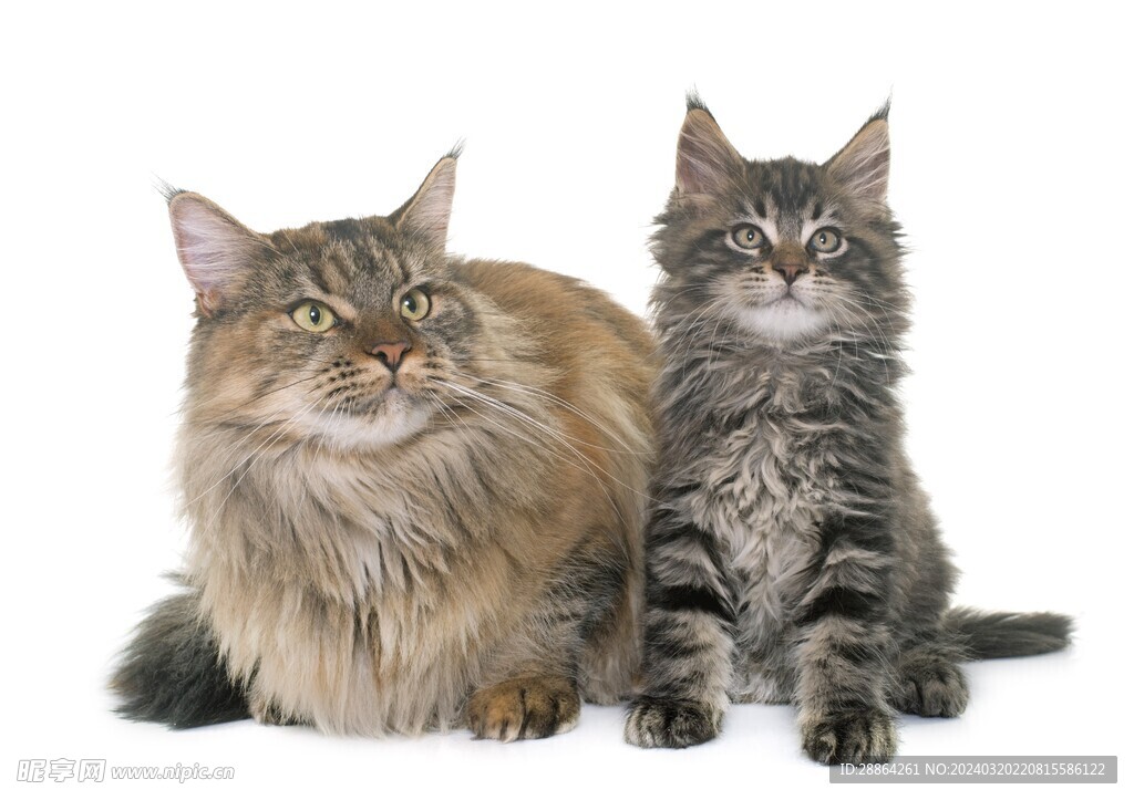 猫猫