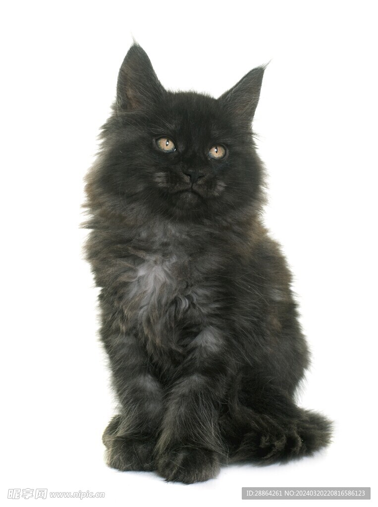 猫猫