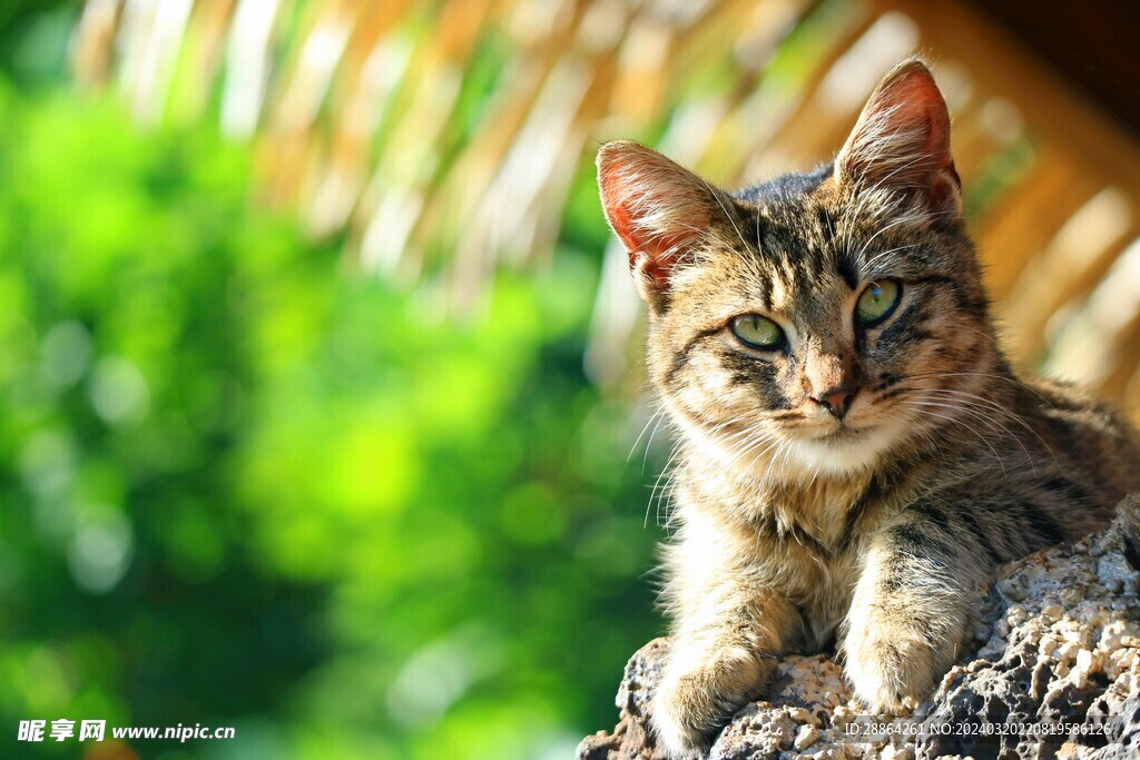 猫猫
