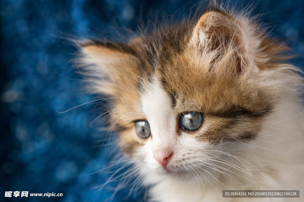 猫猫