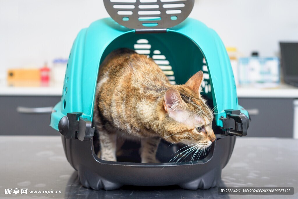 猫猫